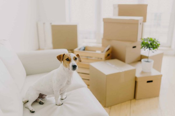 What's the Best Way to Design a Pet-Friendly Home That Ensures Safety and Comfort for All Pets?